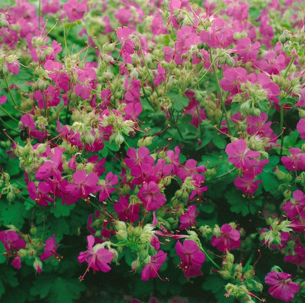 Geranium cantabrigiense 'Karmina', Storchschnabel, rosa, 2 Liter Container
