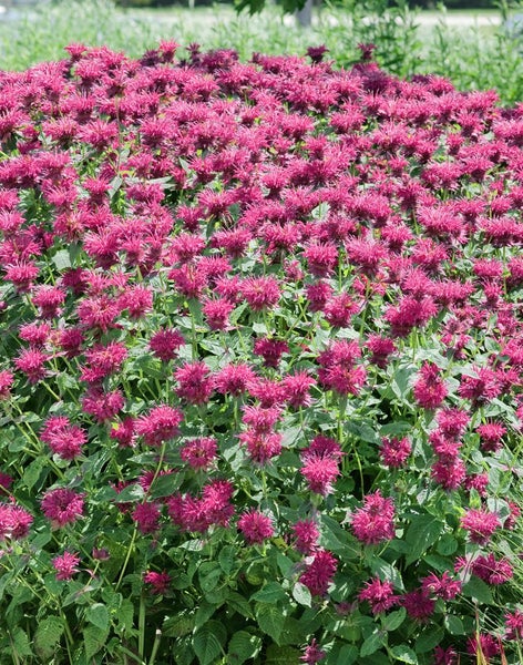 Monarda fistulosa 'Pink Lace', Indianernessel, rosa, ca. 11x11 cm Topf