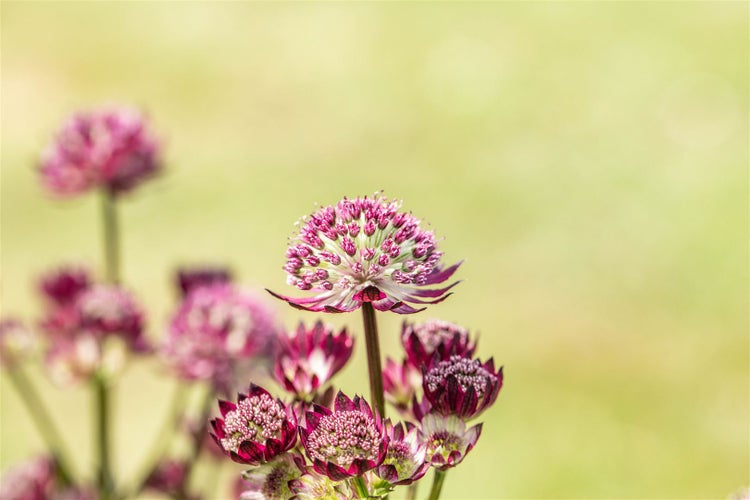 Astrantia major 'Abbey Road', Sterndolde, dunkelrot, ca. 11x11 cm Topf