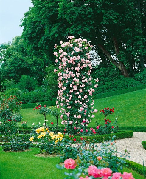 Garten mit blühenden Rosen in verschiedenen Farben