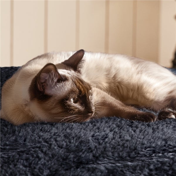 Siamesische Katze liegt auf einem Haustierbett