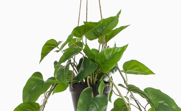 Künstliche Efeutute als Hängepflanze mit herzförmigen Blättern aus Kunststoff.