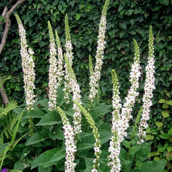 Königskerzenpflanzen mit weißen Blüten im Garten