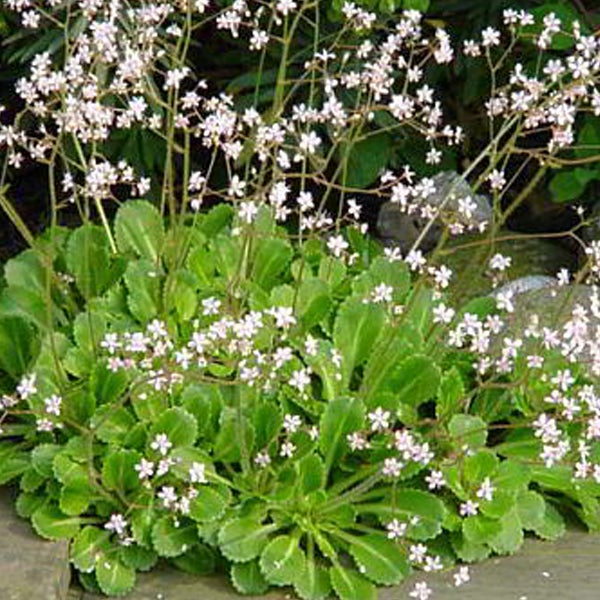 Blütenstand der Bergenie mit grünen Blättern
