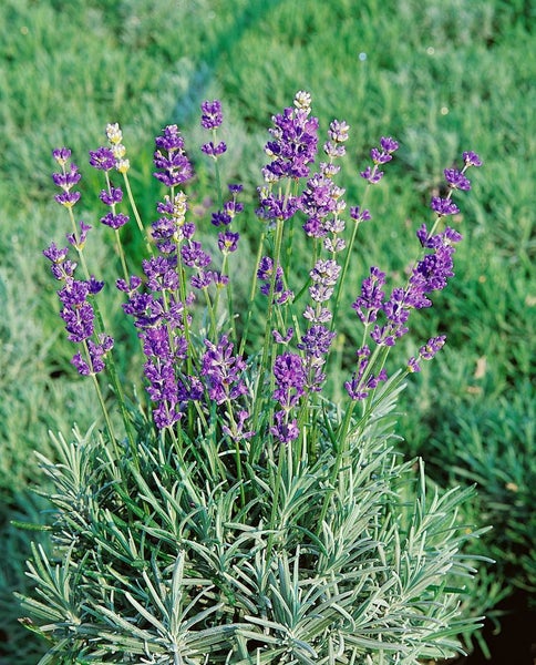 Lavandula angustifolia 'Munstead', Lavendel, violett, ca. 9x9 cm Topf