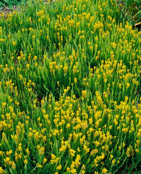 Genista sagittalis, Flügelginster, gelb, 30–40 cm