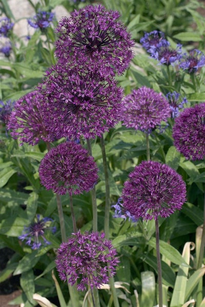 Allium giganteum, Riesenlauch, violett, 2-3 Liter Container