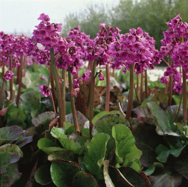 Bergenia cordifolia 'Pinneberg', Riesensteinbrech, rosa, ca. 9x9 cm Topf