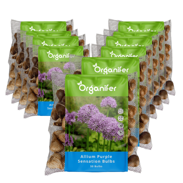 500 Allium Purple Sensation Zwiebeln (XXL-Blumenzwiebelgröße 12/+ cm) - Organifer