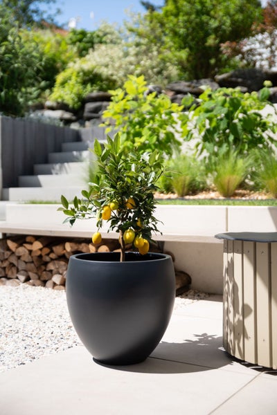 Zitronenbaum mit Früchten in einem runden schwarzen Pflanzkübel auf einer modernen, hellen Gartenterrasse mit Steinstufen.