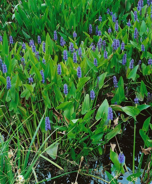 Pontederia cordata, Herzblattlilie, ca. 9x9 cm Topf