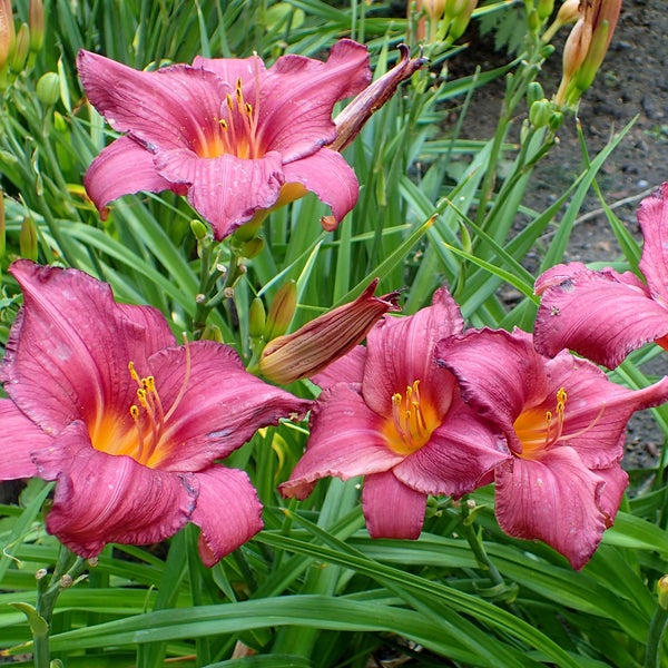Nahaufnahme von Taglilienblüten im Gartenbeet