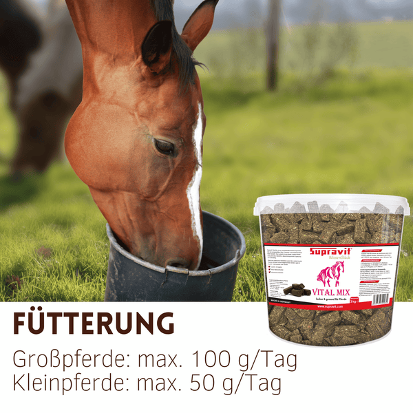 Supravit WiesenGlück Vital Mix Pferdeleckerlis im Eimer mit Fütterungsempfehlung für Großpferde und Kleinpferde zur Belohnung.