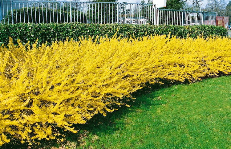 Forsythia 'Maree d'Or' -R-, Goldglöckchen, gelb, 30–40 cm