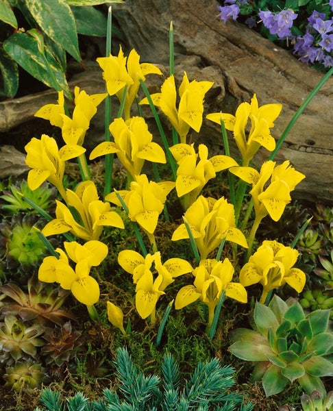 Iris danfordiae, Zwerg-Iris, gelb, ca. 9x9 cm Topf