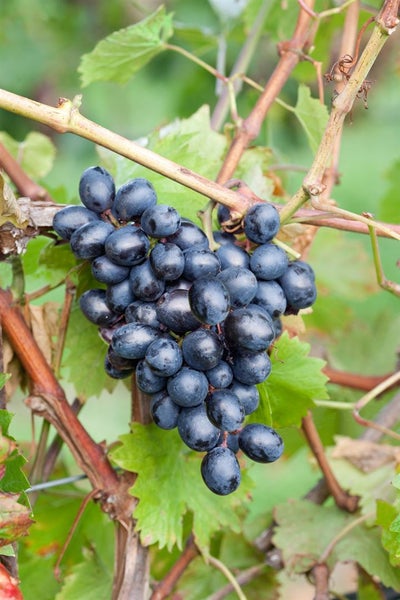 Vitis vinifera 'Nero', Weinrebe, 80–100 cm, dunkelblau