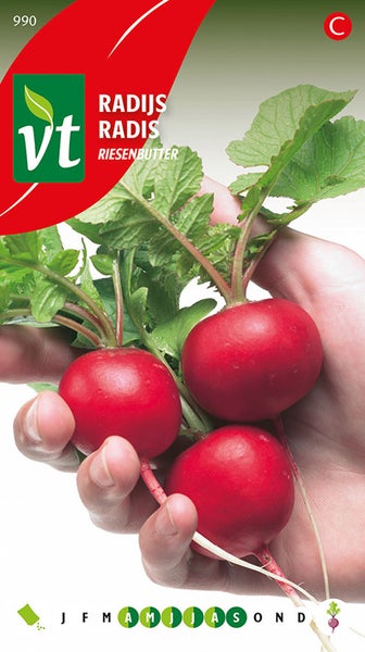 Radieschen der Sorte Riesenbutter in einer Hand