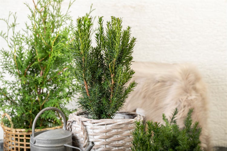 Taxus media 'Hillii', Säuleneibe, immergrün, 30–40 cm