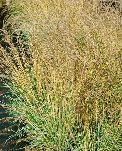 Hohes Ziergras im Garten