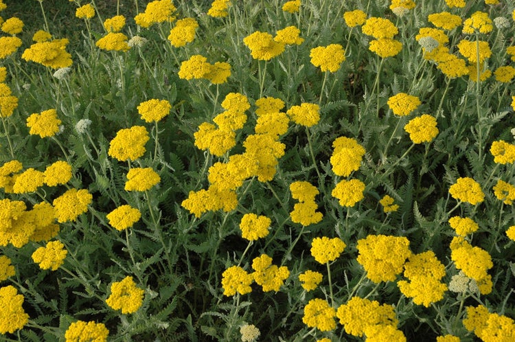 Achillea filipendulina 'Coronation Gold', Schafgarbe, goldgelb, ca. 9x9 cm Topf