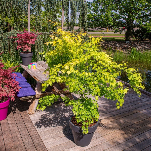 Hellgrüner Fächerahorn im Topf auf einer Holzterrasse neben einem rustikalen Picknicktisch und weiteren roten Zierpflanzen im sonnigen Garten.