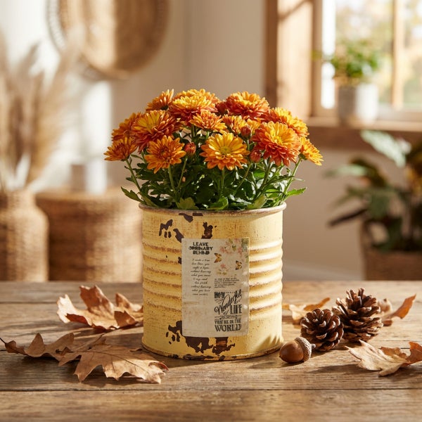 Herbstliche Chrysanthemen in einem dekorativen, metallenen Vintage Pflanztopf mit Schriftzug auf einem Holztisch mit Herbstlaub.