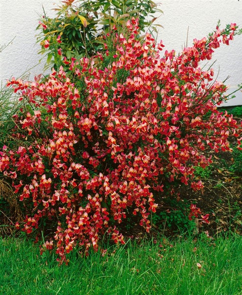 Cytisus scoparius 'La Coquette', Besenginster, rosa, 30–40 cm