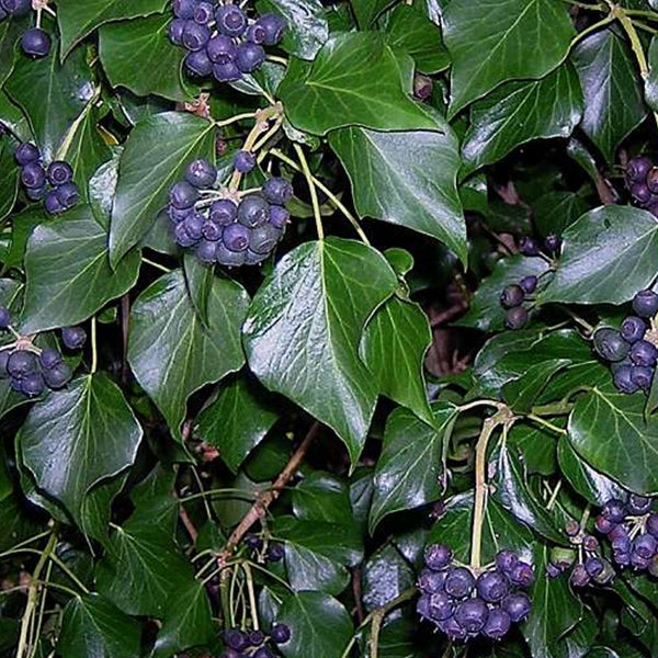 Efeu mit Blättern und Beeren