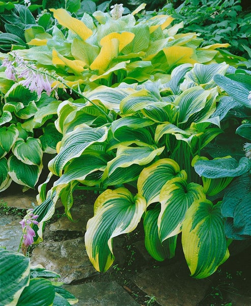 Hosta montana, Funkie, grün, ca. 11x11 cm Topf