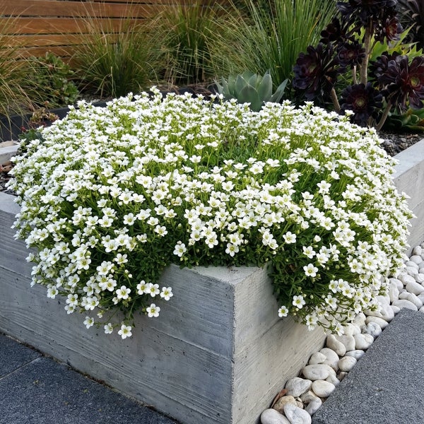 Weiß blühende Bodendeckerpflanze in einem grauen Pflanzkübel aus Betonoptik in einer modern gestalteten Gartenanlage mit Kies und Ziergräsern.