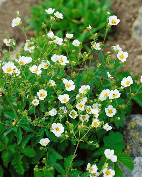 Potentilla rupestris, Fingerkraut, weiß, ca. 9x9 cm Topf