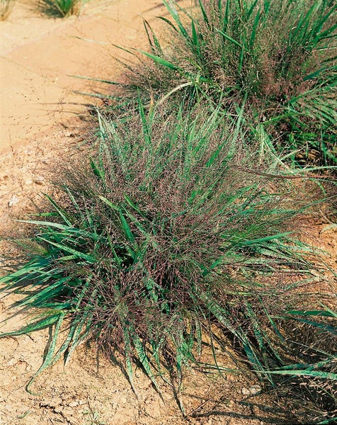 Eragrostis spectabilis, Purpur-Liebesgras, ca. 9x9 cm Topf