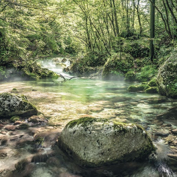 Klares Bachwasser fließt durch einen Wald mit Felsen