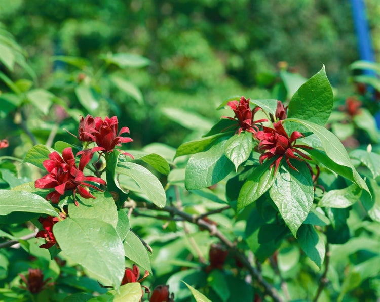 Calycanthus floridus, Gewürzstrauch, aromatisch, 30–40 cm
