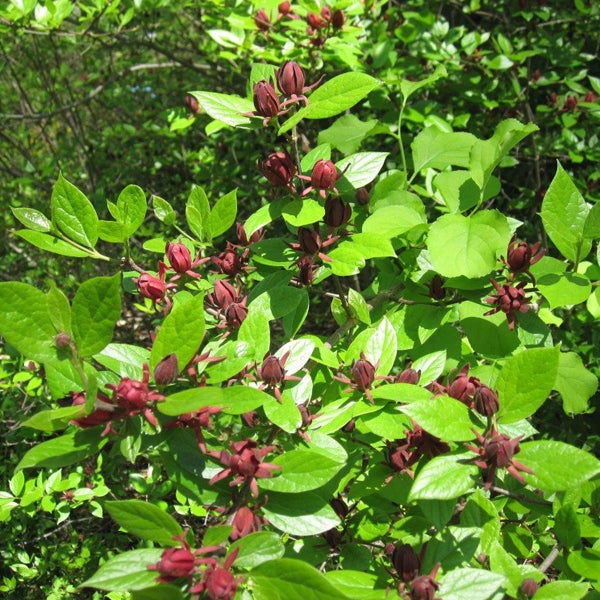 Strauch mit grünen Blättern und braunen Blüten