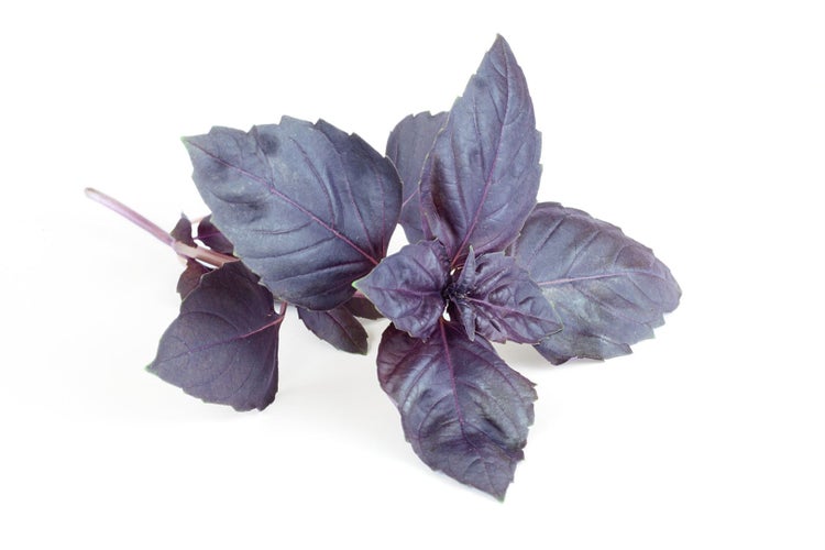 Roter Basilikum Zweig