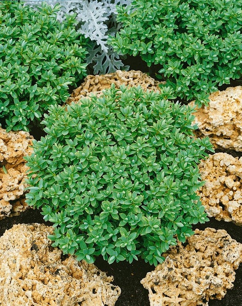 Hebe topiaria, Strauchveronika, immergrün, ca. 9x9 cm Topf