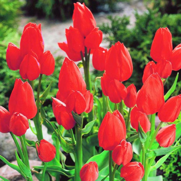 Rote Tulpen im Gartenbeet