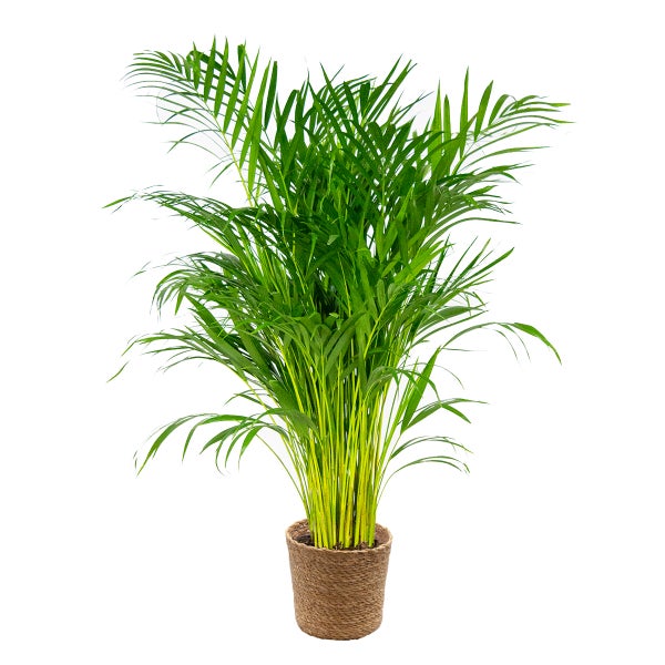 Dypsis Lutescens Inkl. Korb aus Seegras - Golden Palm - ⌀21 cm - ↕100-110 cm