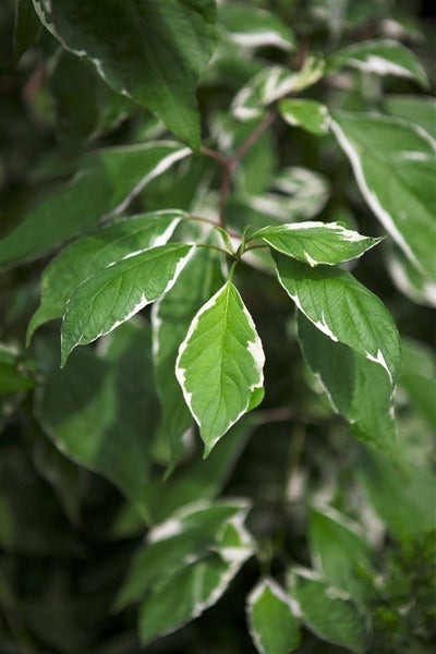 Cornus alba 'Elegantissima', Weißer Hartriegel, 100–125 cm