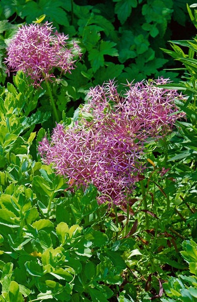 Allium christophii, Sternkugel-Lauch, silbrig-violett, ca. 11x11 cm Topf