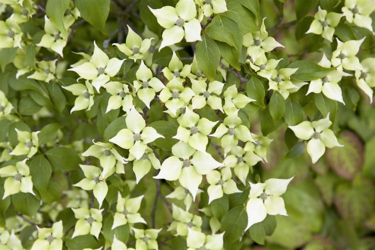 Cornus kousa chinensis, Chinesischer Blumen-Hartriegel, 80–100 cm