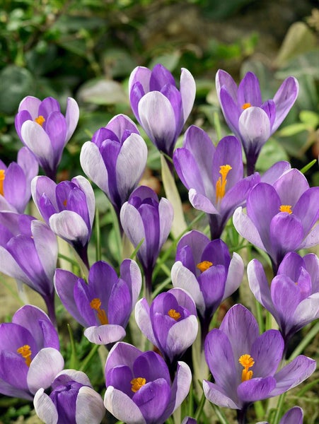 Crocus speciosus, Herbst-Krokus, violett, ca. 9x9 cm Topf