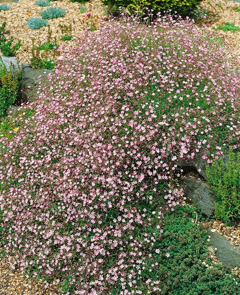 Blühende Gypsophila-Pflanze im Garten