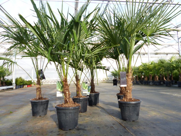 Trachycarpus fortunei 140 - 170 cm Palme Hanfpalme, winterhart bis -18°C