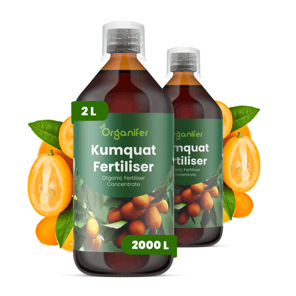 Organifer Kumquat Dünger, 2 Liter, organisches Düngerkonzentrat, zwei Flaschen mit Kumquats und Blättern.
