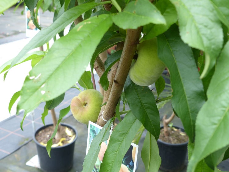 Junge Obstbäume in schwarzen Pflanztöpfen in einer Baumschule oder einem Gartencenter.