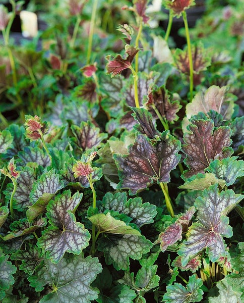 Heuchera americana 'Beauty Color', Purpurglöckchen, bunt, ca. 11x11 cm Topf