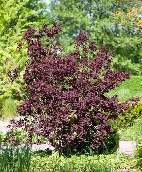 Purpur-Perückenstrauch im Garten