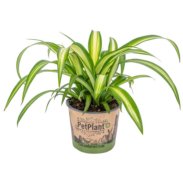 Graslilie | Chlorophytum 'Hawaiian' pro Stück - PetFriendly - Zimmerpflanze ⌀12 cm - ↕25 cm